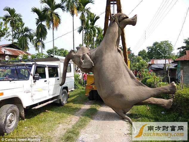 ӡ�ȴ����������������� �����ػ�ת��ʬ��(��ͼ)