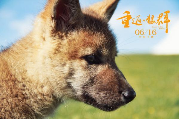 重返 狼群 发冯绍峰 讲故事 版预告片