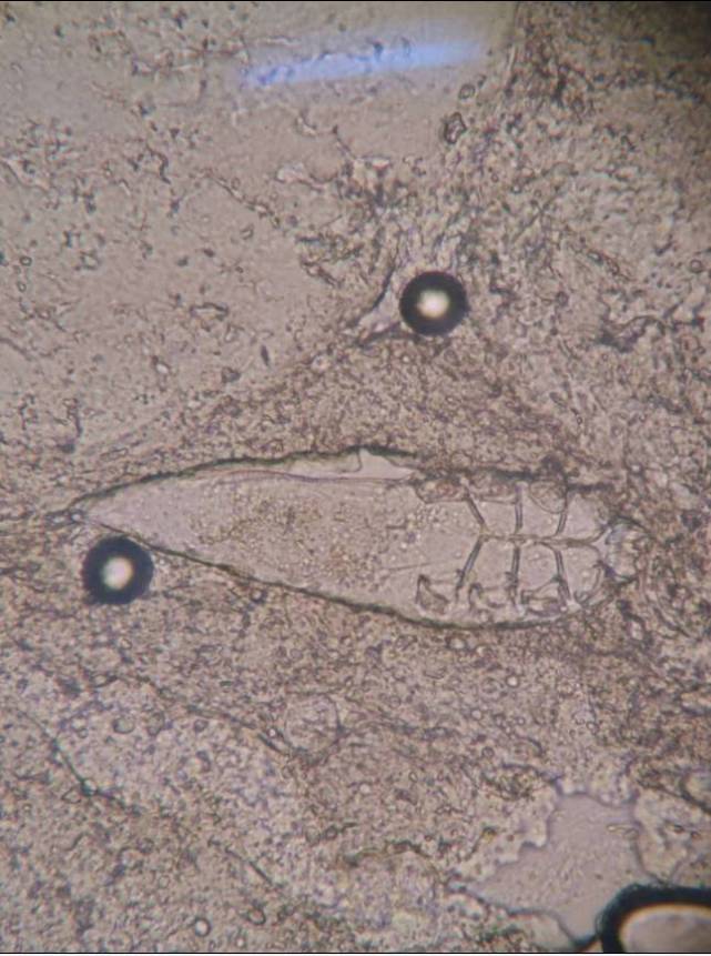 ��ë������3����