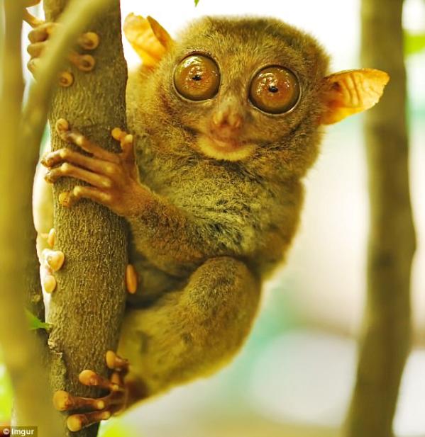 来自东南亚岛屿的眼镜猴,娇小的体型令凸出的大眼睛在它们脸上制造了