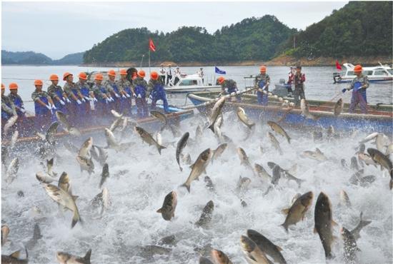 全国放鱼日最欢腾的还属千岛湖