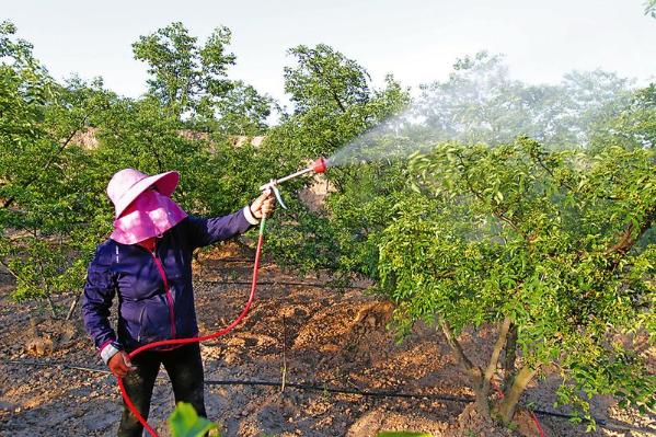 5月25日,村民在给花椒树打药.花椒产业是当地农民脱贫致富的"金钥匙".