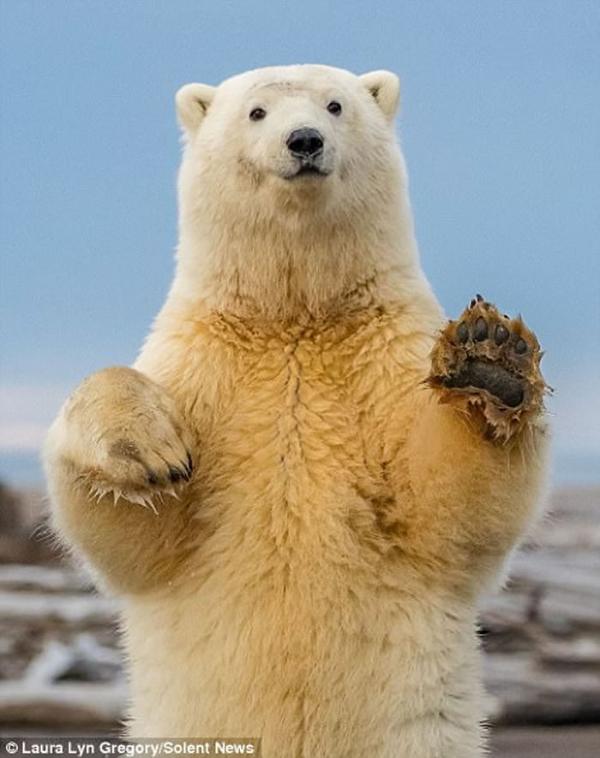 阿拉斯加呆萌北极熊爱抢镜 一见相机就起身跳舞