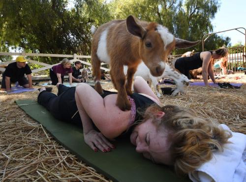 羊瑜珈席卷全美小羊助学员挑战高难度动作图