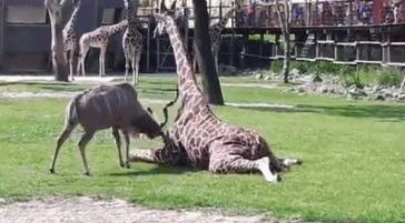 逆天!羚羊勇敢挑战高大长颈鹿 还把它打趴了