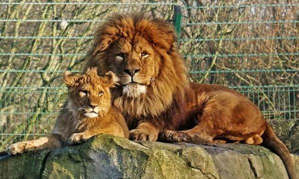 父爱如山独自抚养小狮子的狮子爸爸