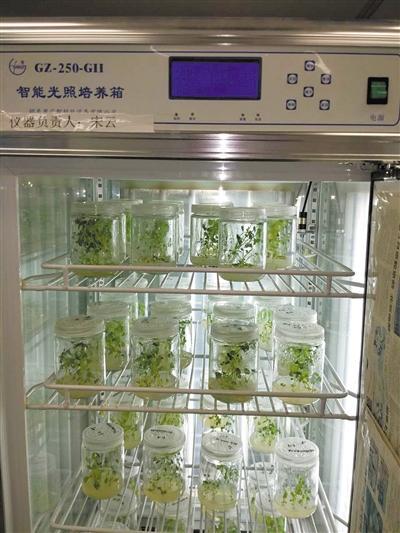 首次月面生物实验:如何在月球上开出人类第一朵花