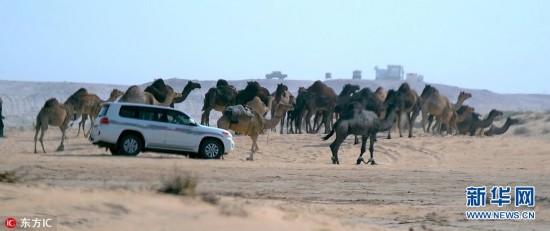 沙特与卡塔尔断交殃及动物 1.5万头骆驼遭遣返