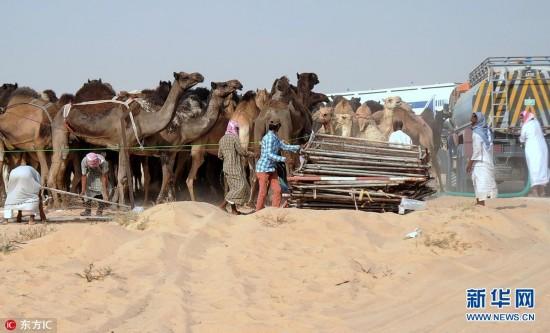沙特与卡塔尔断交殃及动物 1.5万头骆驼遭遣返