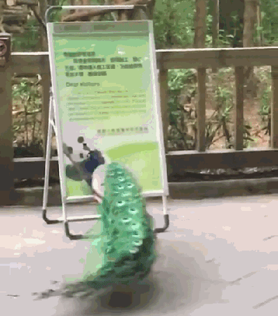 爆笑!孔雀被大熊猫追疯 怒而攻击熊猫照片