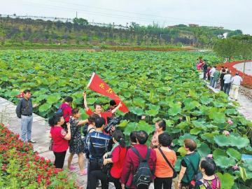 6月16日,自贡市贡井区荷花文化节在建设镇重滩村五彩荷园拉开帷幕.