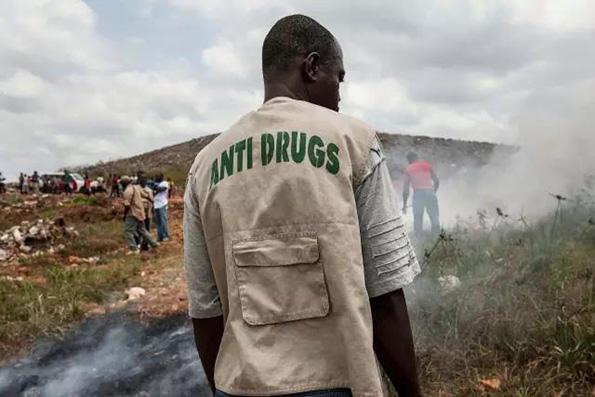 联合国:去年全球鸦片产量比上年增长三分之一