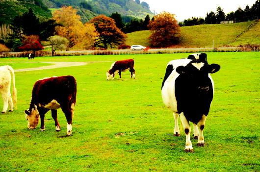 新西兰牧场,流淌着奶与蜜之地