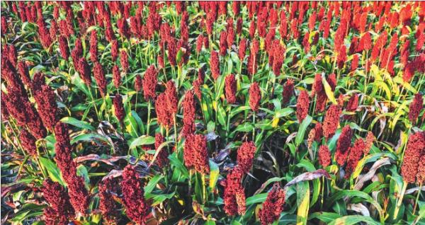 农副产品精深加工向全产业链发力