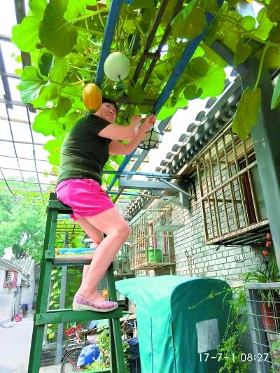 拆违后,这里的居民当起胡同花匠