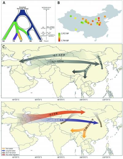 从绵羊扩散看游牧民族迁徙