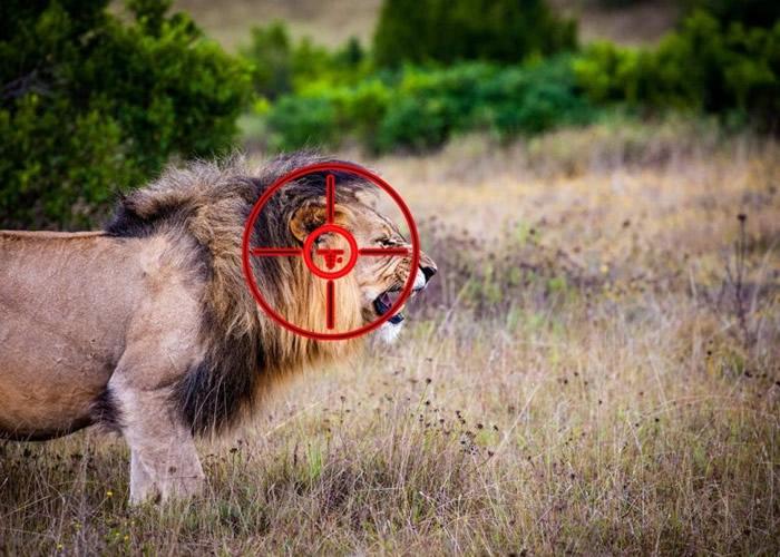 南非国家公园3只雄狮逃脱吃农民牲畜被枪杀