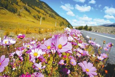 让鲜花常开 为动物让路
