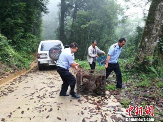 云南西畴县村民饲养23只国家保护动物被抓(图)