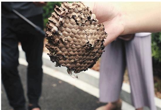 马蜂窝多到什么程度 需要排队等待摘除