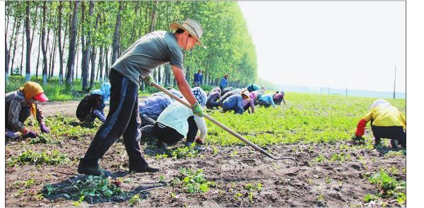 庆安种出 放心中草药