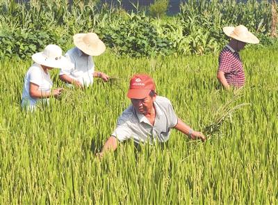 连云港市开发区朝阳街道西庄村村民在水稻田里人工除草.