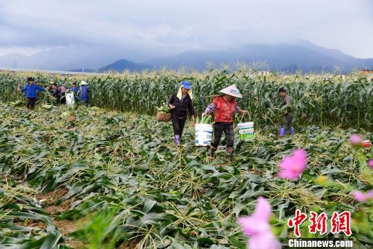 商务部:农产品关税配额管理符合中国入世承诺
