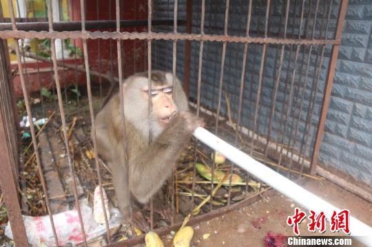 濒危动物豚尾猴被当宠物养7年后获救