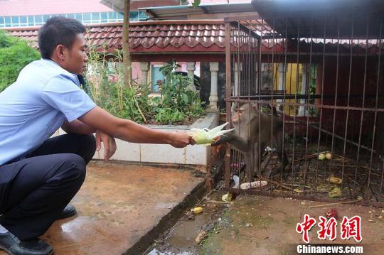 濒危动物豚尾猴被当宠物养7年后获救