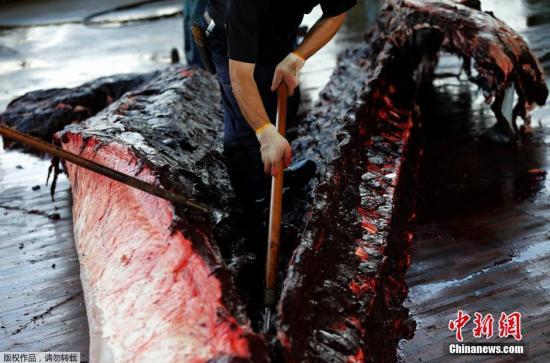 反捕鲸团体今冬将不妨碍日本科研捕鲸:无力对抗