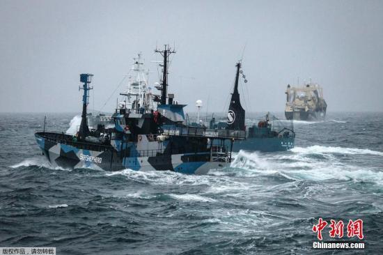 反捕鲸团体今冬将不妨碍日本科研捕鲸:无力对抗