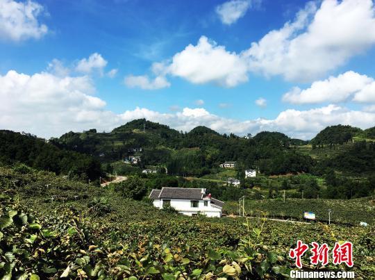 贵州修文:山地高效农业助贫困村变