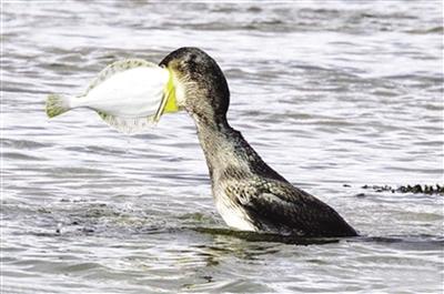 这鱼体型太大卡住鸬鹚喉咙_新闻频道_中国青年网
