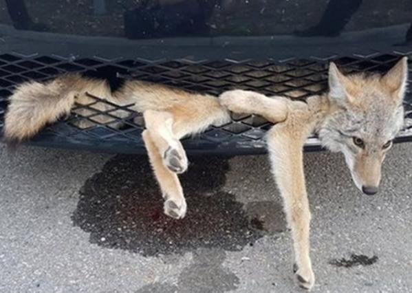 加拿大狐狸藏匿汽车保险杠搭顺风车