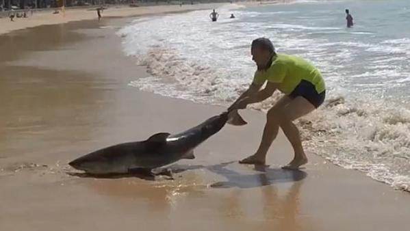 澳洲悉尼男子在沙滩拯救受伤搁浅大白鲨 拉鱼尾送回大海