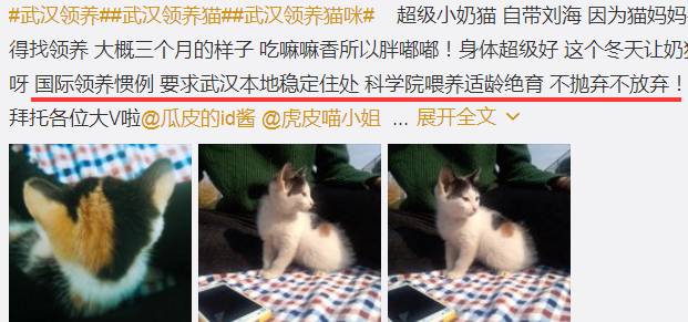 养猫与人口_养猫与社交恐惧