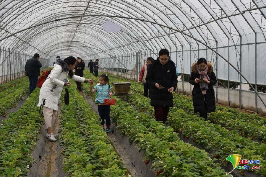 石家庄栾城区第十六届草莓采摘节即将开幕