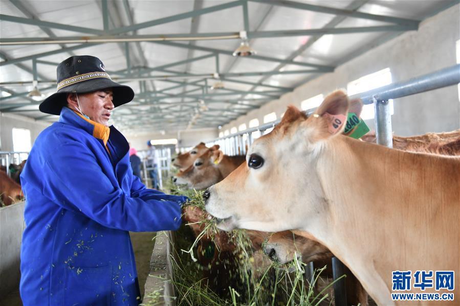 (脱贫攻坚)(4)西藏阿里:生态农业促脱贫