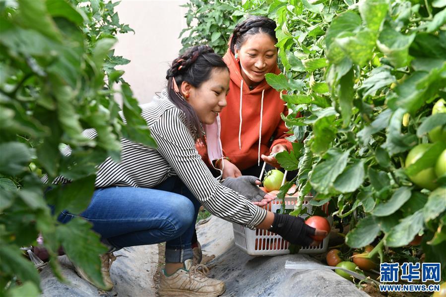 (脱贫攻坚)(7)西藏阿里:生态农业促脱贫