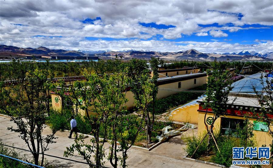 (脱贫攻坚)(9)西藏阿里:生态农业促脱贫
