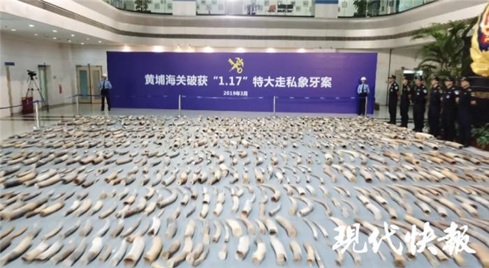 国家行动！中国海关破获特大象牙走私案，缴获象牙 7.48 吨