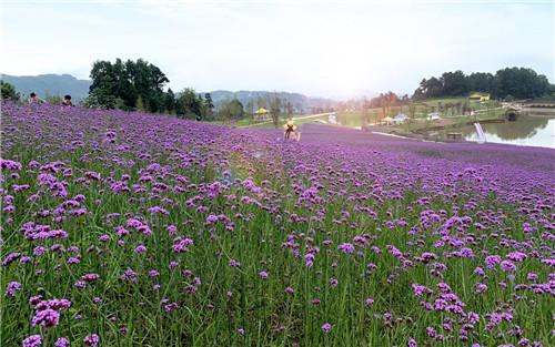 1562661153189396.jpg 图片2.jpg