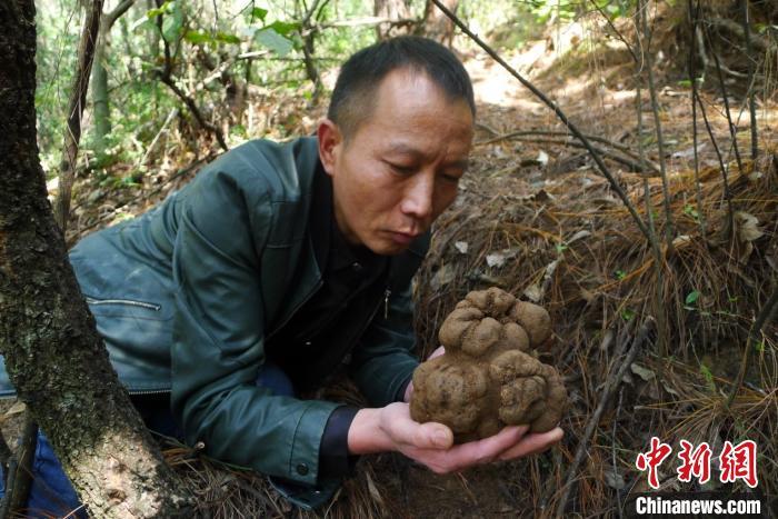 云南现1150克巨型黑松露将被永久收藏于中国野生菌博物馆