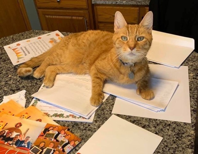 粘人猫排行榜宠物_这几种宠物比猫狗还粘人