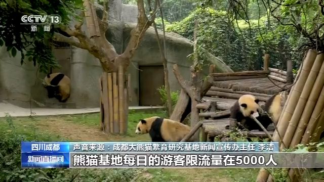 成都大熊猫繁育研究基地正式恢复对外开放