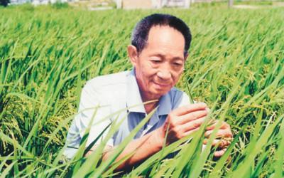 永远的袁隆平报告文学