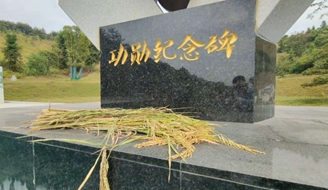 今天，袁隆平纪念碑前放了一把稻谷.jpg