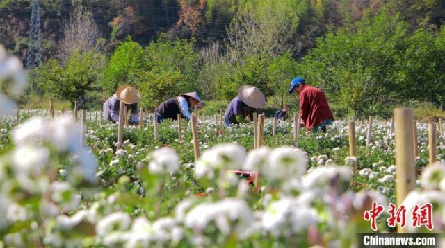 村民在采摘菊花。　鲍锋 摄