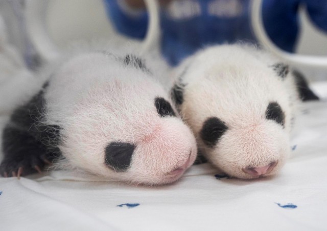 旅韩大熊猫爱宝乐宝夫妇二胎双胞胎宝宝喜迎满月