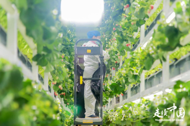 “走读中国” 内蒙古行：触摸高质量发展的强劲脉搏(图4)